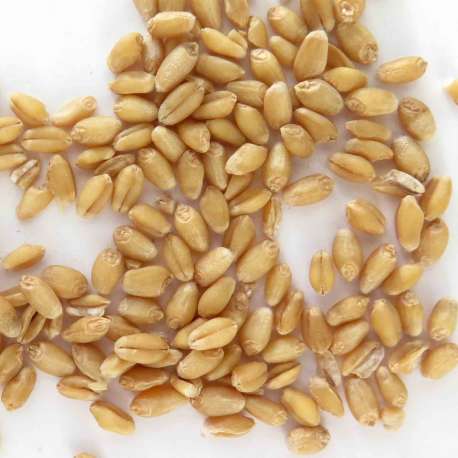 Granos de trigo panificable ecológico - 1 kg 