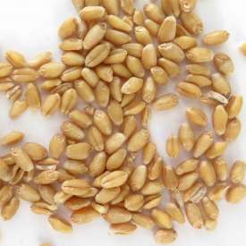 Granos de trigo panificable ecológico - 800 g 