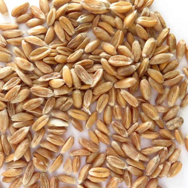 Granos de trigo de espelta ecológica - 1 kg - El Amasadero, tienda panarra