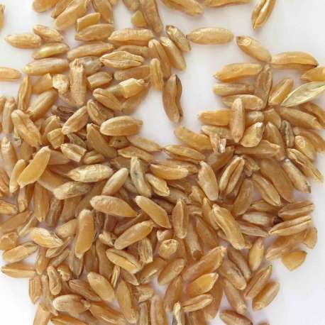 Granos de trigo Kamut ecológico - 1 kg